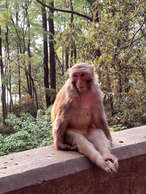 黔灵山猴子可以买吗黔灵山的猴子黔灵山的猴子多少斤 参数