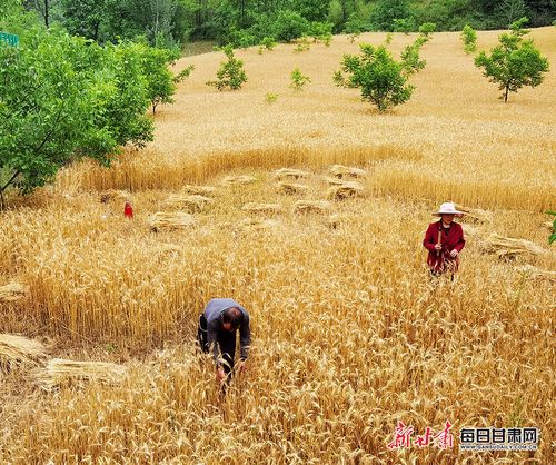 雷雨天气即将到来，麦子熟了，还没收怎么办村超将迎两场国际赛