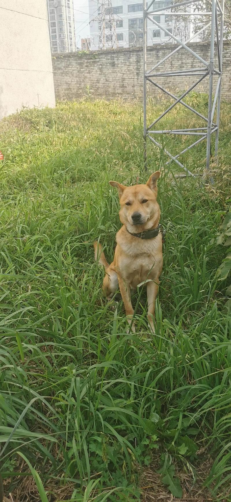 说一些田园犬被毒蛇咬后会自己上山找草药的事，不同的毒蛇毒性不一样，狗是怎么分辨的中华田园犬大战毒蛇视频中华田园犬大战毒蛇 