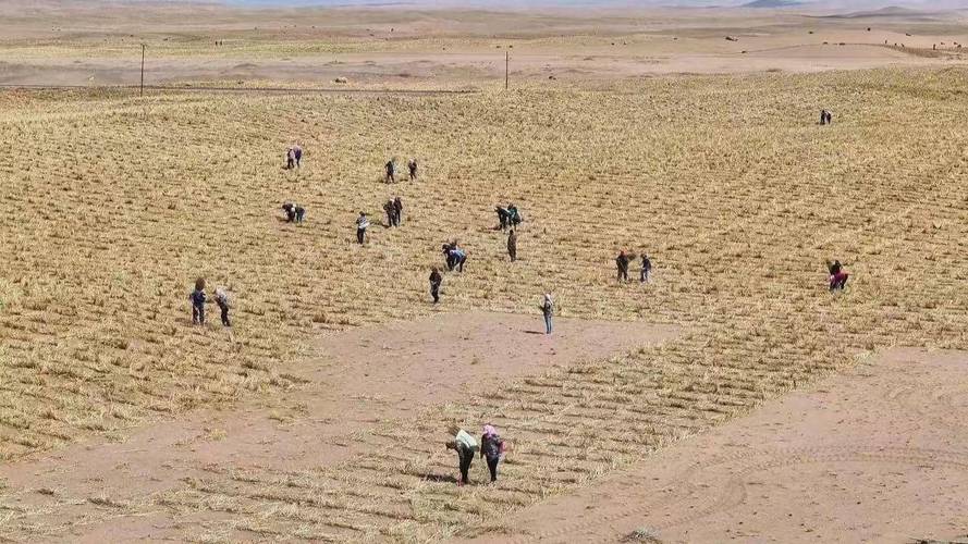 阿拉善防风治沙第一人是谁中国防沙治沙成果沙漠治沙成功一亩国家补贴多少 自动