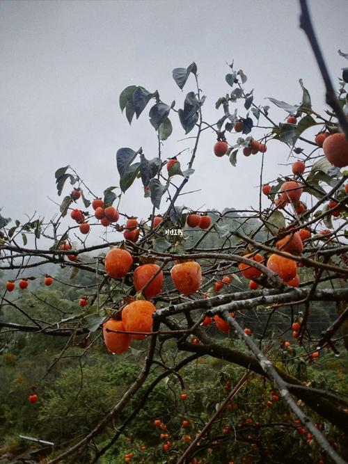 广州一年中什么时候下雨最多广东人的秋天南方深秋是什么时候 