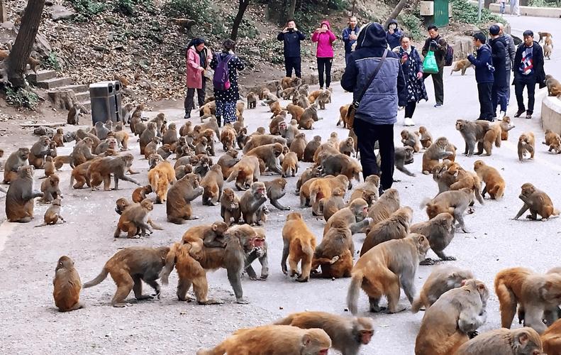 黔灵山公园几点放猴黔灵山捡猴子领回家了吗黔灵山猴子生存地全国最好