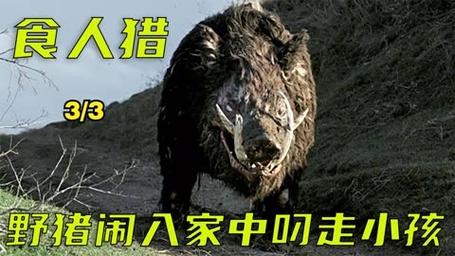 野猪闹事！江西九江野猪乱窜，“全民杀猪”或成趋势，行得通吗长江小岛惊现大野猪视频武隆白马山简介 自动